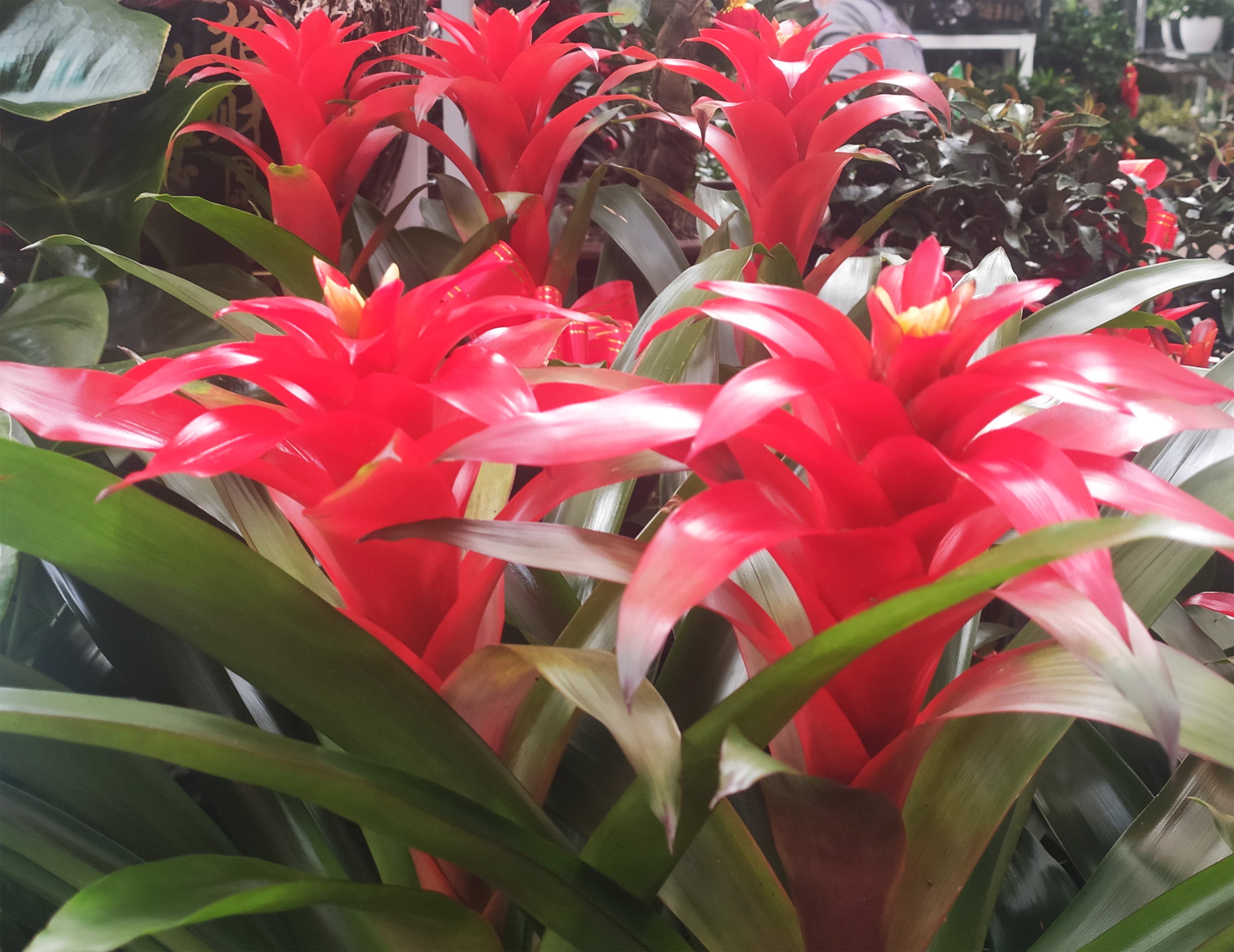 植物鴻運(yùn)當(dāng)頭